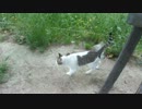 野良猫と戯れよう019