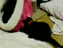 一人遊びするちょこさん（♂）