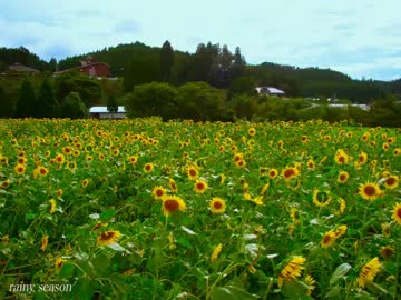 【NNIオリジナル集】summer【作業用BGM】