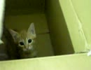 拾いねこ＠生後63日目part2　アコがあらわれた！