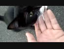 野良猫と遊ぶだけの動画