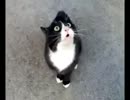 猫の話