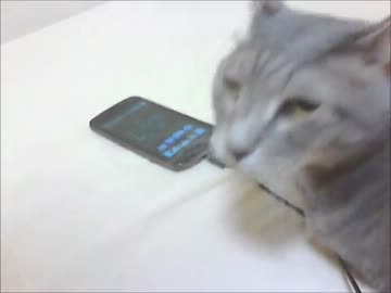 ぬこの手でスマートフォンが動くのか実験してみたｗｗｗ