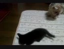 がめつい子猫と呆れる家族