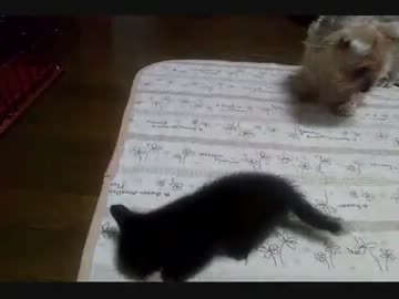 がめつい子猫と呆れる家族