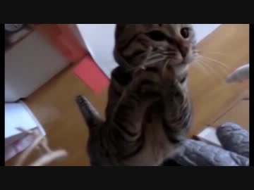 けしからん猫のお引越し（ついでに総集編）