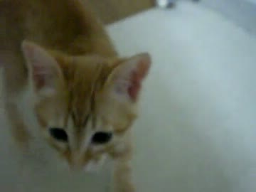 拾いねこ＠生後64日目　ぐるぐる→手を噛む→あらぶる