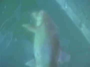 ちょｗｗｗ氷上ワカサギ釣り程度の穴から超大物がｗ