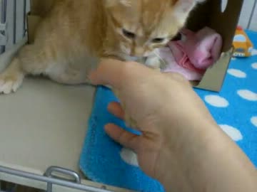 拾いねこ＠生後65日目part1　65の数字だけでここまで来たことに感謝できる