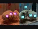 激カワ寝顔！さくら色LEDでヒヨコを寝かしつけてみた。