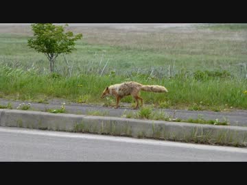 37歳から始める運転実績解除「北海道に行こう！」Part09