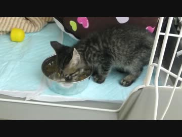 にゃんこ拾って10日目＊ご飯食べたいけどこわい・・けど食べたい！