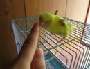 インコの記録～謎の声3発・編～