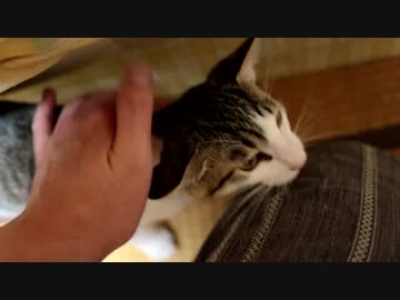 【生後】なんだ、ただのカリカリ人間か【３か月】