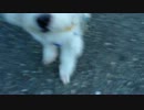 1_30fps.mp4