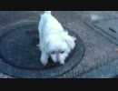 1_60fps.mp4