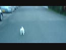 2_30fps.mp4