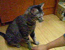 お手.MOV