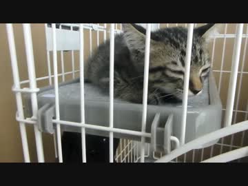 にゃんこ拾って11日目＊ちょっとだけ慣れてきた・・？