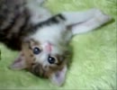 子猫のあにあにねむねむ動画