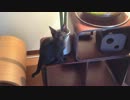 本日のぬこ