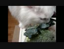 7.ブロッコリーのはっぱ,つまみぐい。