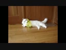 13.美人さん、今夜はハワイアン。