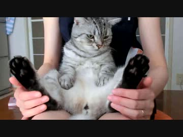 にゃんこの爪切り☆おっぴろげ☆