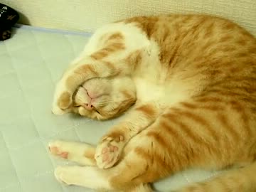 ベットで寝る猫　#21