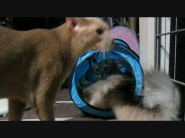 猫とふわふわで遊ぶ