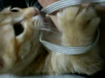 拾いねこ＠生後67日目　へい、アコにょん一丁おまちっ！