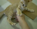拾いねこ＠生後68日目part1　アコ様に挨拶→食事→アコ様に構われつつ撮影