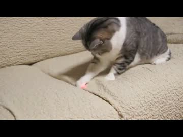 捕まえられない猫