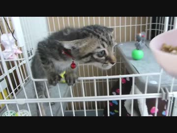 にゃんこ拾って12日目＊朝から元気！