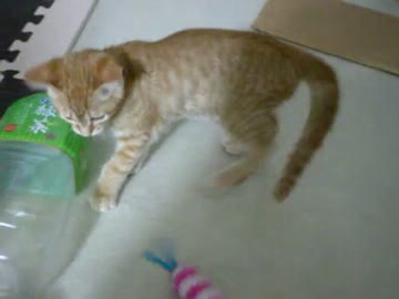 拾いねこ＠生後68日目part2　こっそり夜中のうｐ・・・っ！