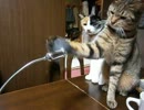 うちのネコがひたすら扇風機と戦うだけ