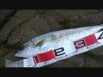 磯ショアジギング　磯からのルアー釣り　もちょお