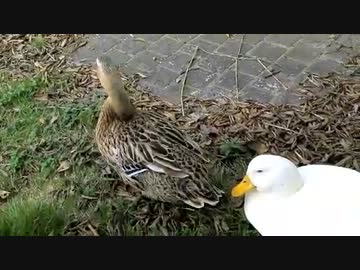 守谷の鳥.mp4
