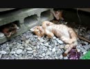 子猫たち。