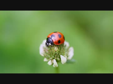 好かれてると思う虫ランキング【誰得動画】