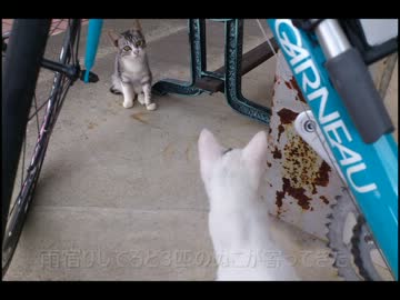 自転車でぷらりと熊本山鹿サイクリングロード走ってきた
