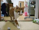 取ってくるぬこ