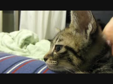 にゃんこ拾って13日目＊食後の癒しタイム