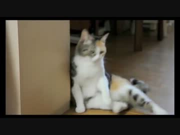 壁によりかかろうとして失敗する猫