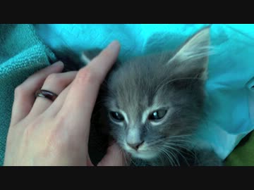 旅行から帰ったら子猫が一匹増えてた件