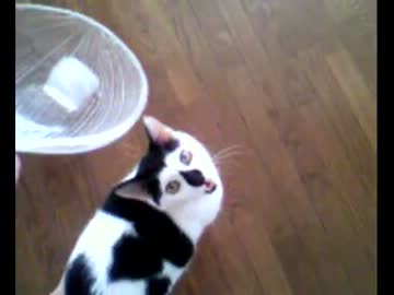 うちの猫とただの氷