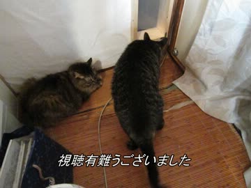 襖を張替えるついでにペットドア付けてみた【蒼民工房】【金剛型猫】