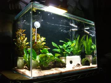 【アクアリウム】45cm水槽　立ち上げ～現在