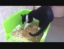 ●猫のうんち●のやつ