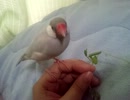 投稿テスト　我が家に文鳥がやってきた　お試しうｐ